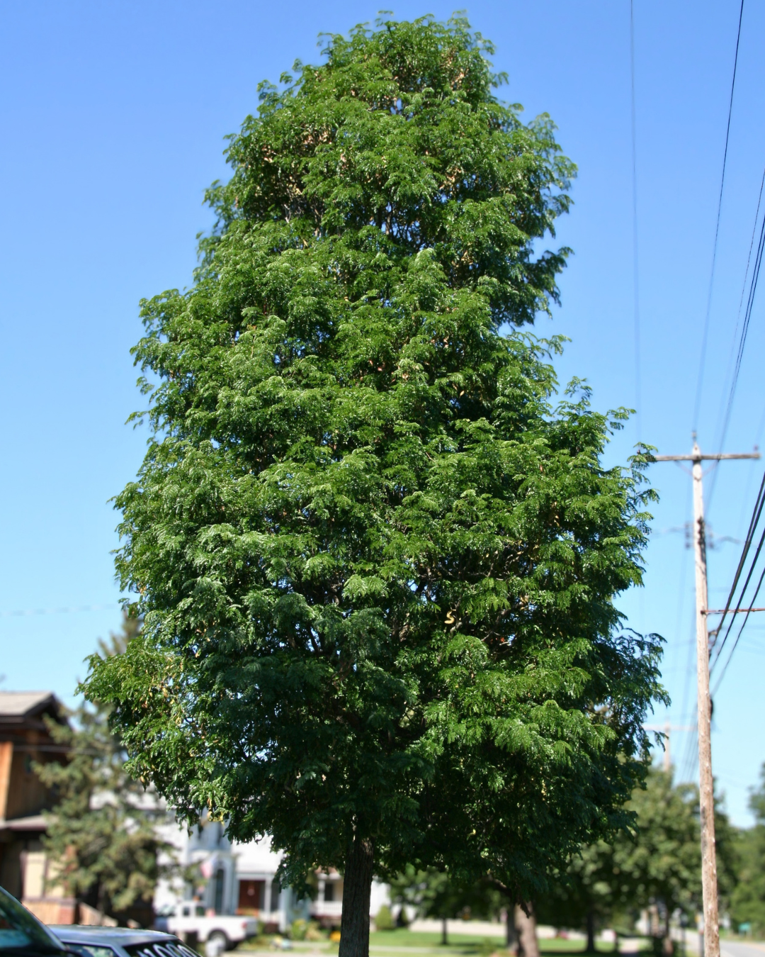 Street Keeper® Honeylocust on a parkway showing narrow upright oval canopy.
